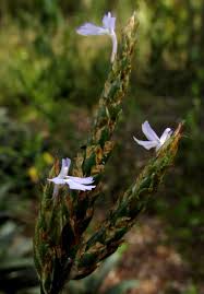 Image result for Elytraria