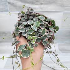 Image result for Ceropegia circinata