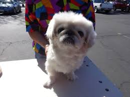 Low cost pet vaccination clinics and veterinary services for washington, idaho, and oregon pets. Low Cost Dog And Cat Shots In Northern California Mobile Vet Clinic Archives Page 5 Of 11 Low Cost Dog And Cat Shots In Northern California