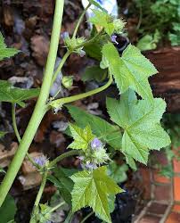 Image result for Malva verticillata