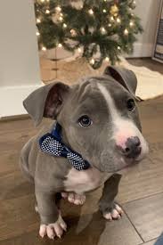 The pitbulls community on reddit. Meet Silver Our 10 Week Old Blue Nosed Pit Pitbulls