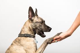 The chow chow is a medium to large sized dog, whose thick fur makes it look larger. How Are Military Dogs Trained Barkpost