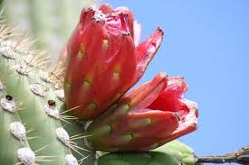 Once the flower is pollinated by a bird, it immediately begins to form the beautiful fruit of the saguaro. Can You Eat Saguaro Fruit These 5 Incredible Health Benefits Of Saguaro Fruit May Interest You Succulent Alley