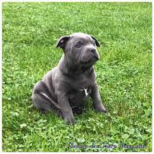 chiot staffordshire bull terrier bleu staffy puppies staffordshire bull terrier bull terrier
