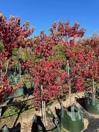 Image result for Sapium