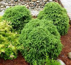 We did not find results for: Pin By Stephanie Kidd On Plants Plants Dwarf Trees For Landscaping Live Plants