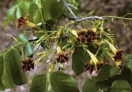 Image result for Grewia monticola