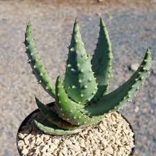 Image result for Aloe aculeata × ortholopha