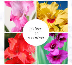 Check spelling or type a new query. Flower Spotlight Gladiolus