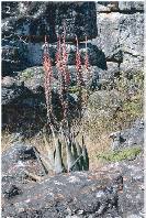 Image result for Glossostelma spathulatum