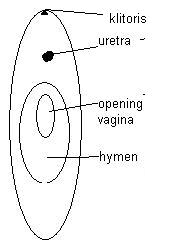 Dara perempuan terletak dimana / 7 tanda perempuan yang sudah tiada dara sebelum berkahwin sehinggit media : Pengatahuan Tentang Hymen Jangan Gampang Menuduh Tidak Virgin Kompasiana Com