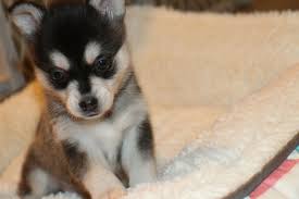 Black And Brown Husky Black And White Alaskan Klee Kai Miniaturehusky Brown Eyed Black And White Miniature Husky Puppy Miniaturehusky Alaskan Klee Kai Alaskan Dog Miniature Husky