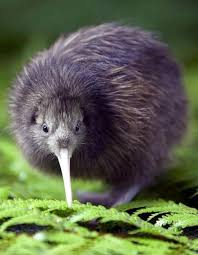 Kiwi Most Beautiful Pages Animals Beautiful Pet Birds Animals
