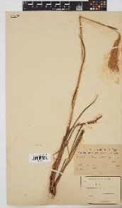 Image result for Eriochrysis pallida