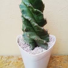 3 уход в домашних условиях. Flor De Cactus Cereus Spiralis O Cactus Espiralado Facebook