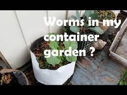 There are several ways to vermicompost. Should I Add Worms To My Container Garden Straight To The Point Youtube