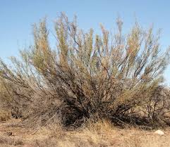 Image result for Lebeckia linearifolia