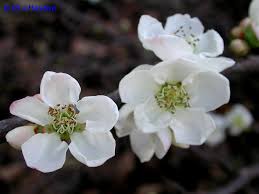 The fruit is a pearshaped pome. Contorted Flowering Quince Siebenthaler S