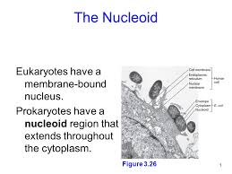 They are the cytosol, organelles, and various. The Nucleoid Eukaryotes Have A Membrane Bound Nucleus Ppt Download