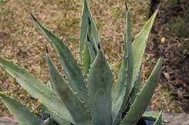 Maybe you would like to learn more about one of these? Aloe Vera Pflanzen Vermehren Plantura