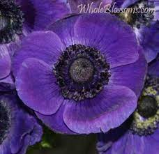 Blue Purple Anemone Types Of Purple Flowers Anemone Flower Purple Flowers