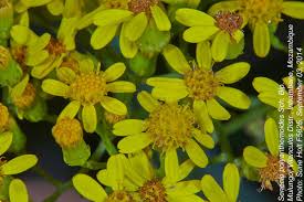 Image result for Senecio polyanthemoides