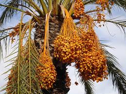 Because the fruit is high in pectin, it can easily be transformed into jelly or jam without requiring the use of additional pectin or solidifiers. Hd Wallpaper Palm Plant Dates Palm Fruit Palm Tree Seeds Exotic Frond Wallpaper Flare