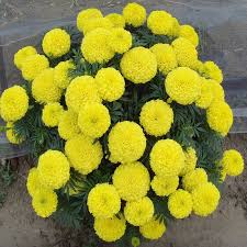 Beragam warna dan bentuk yang indah menjadi energi positif yang merasuk dalam tubuh kita. Dijual Biji Marigold Hibrida Jenis Bunga Pemotongan Tinggi Amerika Buy Hybrid Marigold Biji Guar Biji At Daytime Patula Product On Alibaba Com
