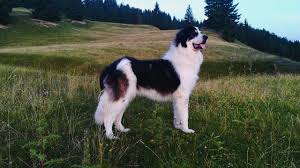 Check spelling or type a new query. F Karol De Humor 9 Months Male Ciobanesc Romanesc De Bucovina Ciobanescromanescdenucovina Hunde