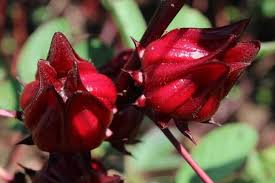 Pada beberapa orang tertentu, pengonsumsian bunga rosela bisa membuat orang berhalusinasi. Yuk Kepoin Manfaat Bunga Rosella Untuk Kesehatan Pertanianku