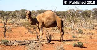 Featuring the happy smiling camel! Lake Disappointment And Useless Loop Road The New York Times