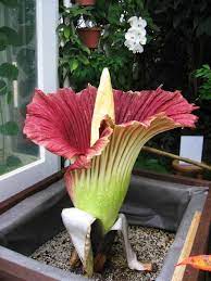 Titan Arum Amorphophallus Titanum The Most Amazing Flower I Ve Ever Known It Takes 7 Years To See Its Blossom For Two Da Titan Arum Amazing Flowers Flowers