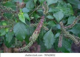 Image result for Ocimum gratissimum