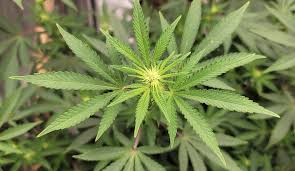 Sha Carri Richardson Says She D Be Blessed If Her Marijuana Suspension Led To End Of The Ban For Other Athletes Marijuana Moment
