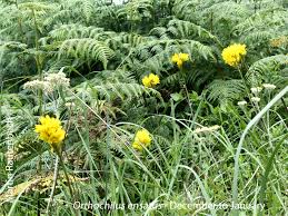 Image result for Orthochilus