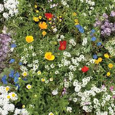 For best results, remove all grass and weeds prior to planting your seed. Super Short Wildflower Seed Mix Ne Seed