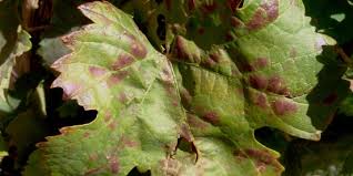 Image result for Grapevine leafroll virus