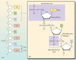 The base sequence of deoxyribonucleic acid (dna) is responsible for carrying and retaining the the sugar and phosphate of the polymerized nucleotides form the backbone of the structure analysis of the diffraction patterns of dna has determined that there are approximately 10 bases per. Nucleic Acids And Chromatin View As Single Page