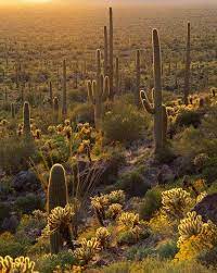 Desert Landscape Desert Plants Nature Photography