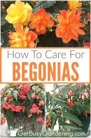 Begonia Plant Care How To Grow Care For Begonias In 2020 Plants Begonia Tuberous Begonia