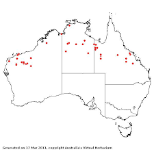 Image result for Acrachne