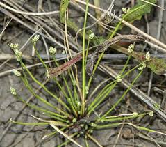 Image result for Isolepis prolifera
