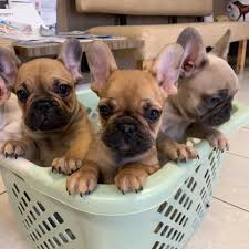 Found 14 french bulldog pets and animals ads from jacksonville, florida, us. Jacksonville French Bulldogs Home Facebook