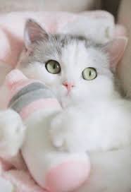 اسماء قطط ذكور وإناث the names of cats 2021 الصفحة العربية cute baby cats cute cat gif cute cats