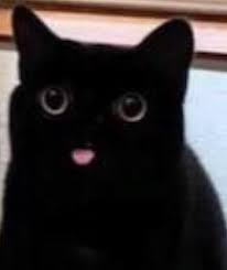 Blep Cute Animals Cute Baby Animals Cute Cats