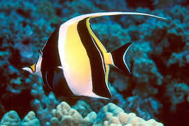 أجمل 10 أسماك ملونة في عالم البحار بالصور Colorful Fish Marine Fish Saltwater Aquarium Fish