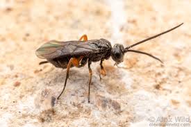 Image result for Alectra parasitica