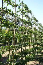 We can deliver any quantity our bare root espaliers to to most uk mainland areas for just £14.99. Espalier Trees Instant Hedging Solutions Instahedge