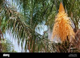 Image result for Dypsis decaryi