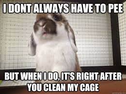 Rabbit Problems I Made This Because Callaway Constantly Pees Right After I Clean His Cage Mysteriously Shoots Out Of No Wh Pet Bunny Funny Rabbit Bunny Mom